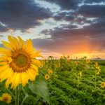 Comparing Types of Tankinis: Pros and Cons of Classic, Halter Neck, Racerback, and Blouson Styles