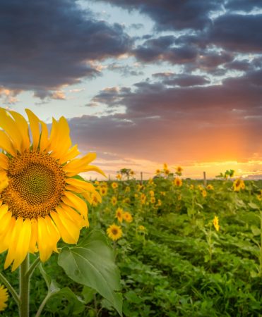 Sunflower Fields