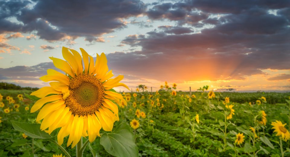 Sunflower Fields