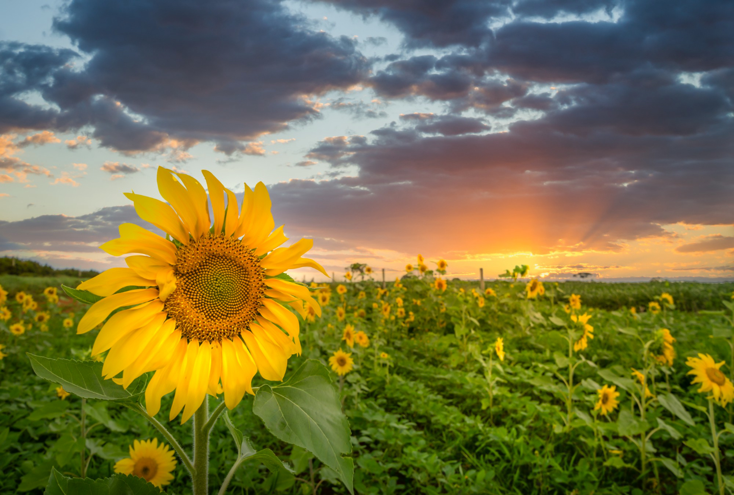 Sunflower Fields