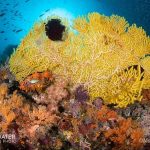 Exploring Coral Reefs vs. Freshwater Cenotes: A Dive into Nature’s Wonders