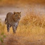 Firebase Authentication vs Auth0: Unraveling Identity and Access Management Solutions